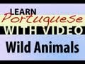 Learn Brazilian Portuguese with Video - Wild Animals