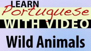 ⁣Learn Brazilian Portuguese with Video - Wild Animals