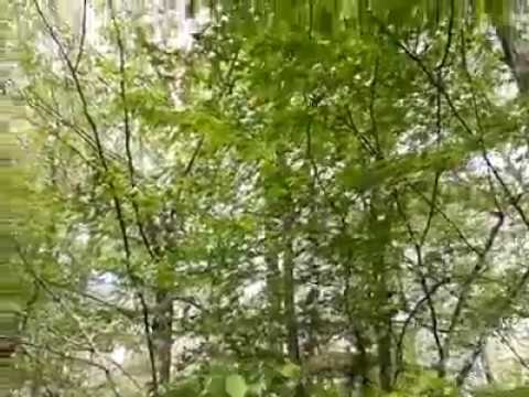 PROMENADE EN FORET LA NATURE