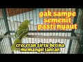 Dengan Suara Crecetan Sirtu Betina Ini Gak Akan Lama Sirtu Manapun Pasti Langsung Nyaut Mp3 - Mp4 Download