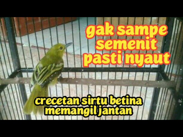 dengan suara crecetan sirtu betina ini,gak akan lama sirtu manapun pasti langsung nyaut class=