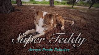 Pinos Arroyo Teddy