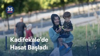 Mahalle Bostanında Hasat Zamanı