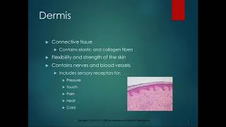 Chapter 8 Lecture Part 1 Skin Review and Lesions