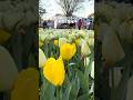 【国営昭和記念公園】絶景すぎる春の花|桜&ネモフィラが美しすぎた