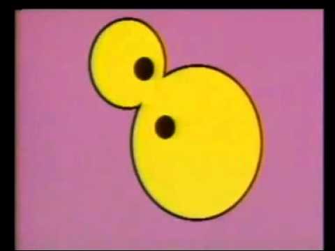 4 Asexual Reproduction Budding wmv