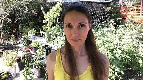 Beginner Gardening Mistakes And Tips For New Vegetable Gardeners