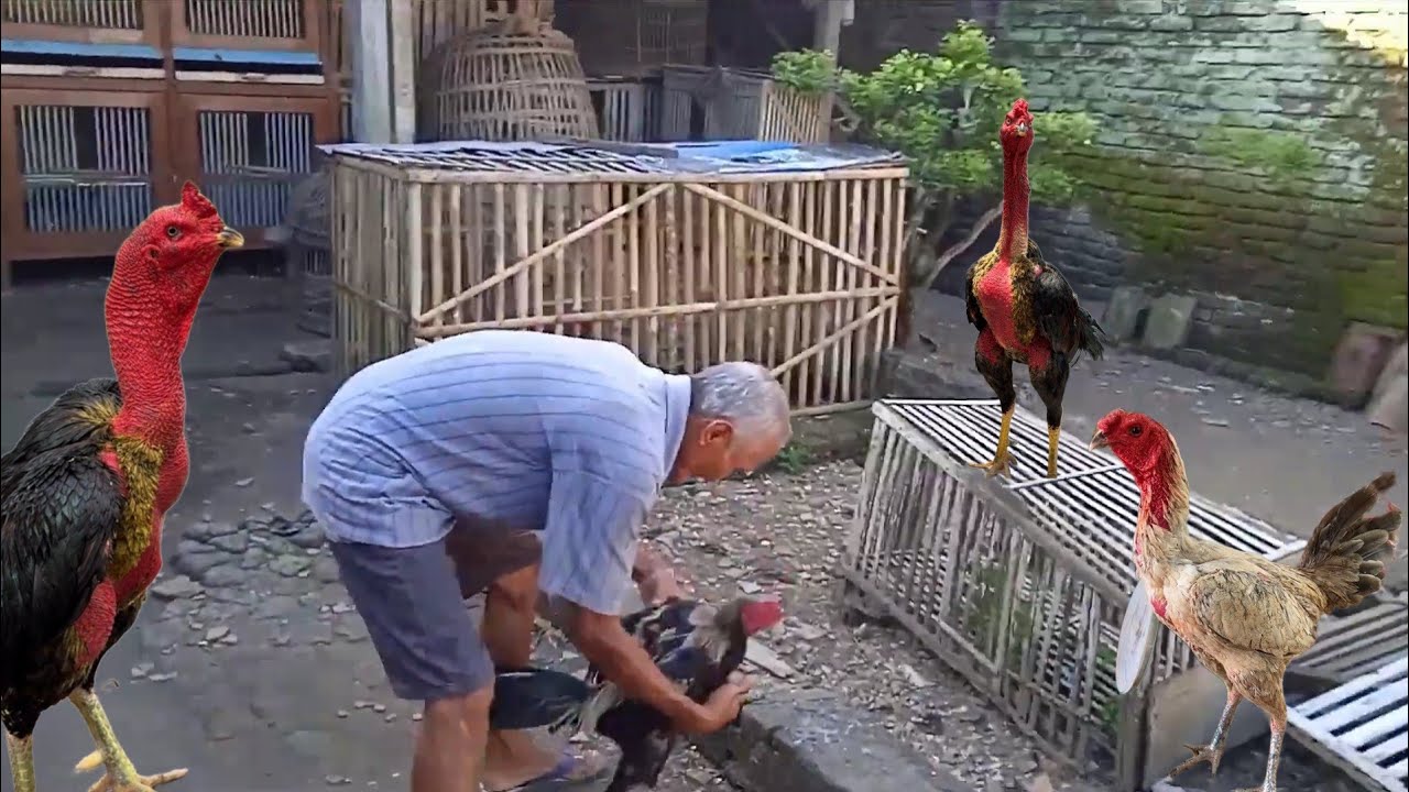 KAKEK MEMBERI MAKAN 15 EKOR AYAM BANGKOK BIRMA DI SORE HARI, LIHAT KOLEKSINYA | 17 Oktober 2023