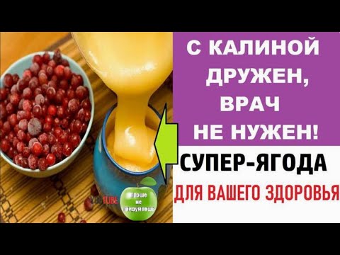 Калина красная с медом — полезные свойства и секреты эффективного применения