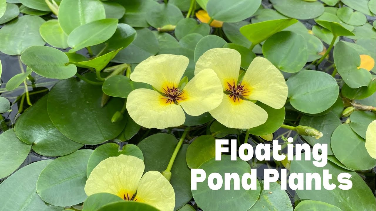 Floating Pond Plants – Natural Beauty & Water Clarity
