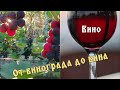 Домашнее полусладкое красное вино своими руками/От почки до Вина