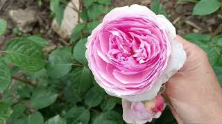 чем на юге удивляет май в саду. цветут розы вейгелы клематисы. обычные и редкие растения