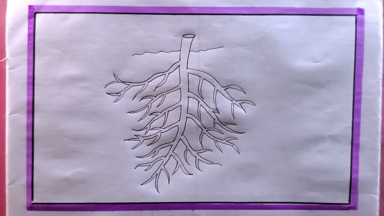 how to draw a tap root step by step easy