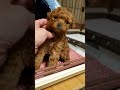 タイニープードル 可愛い両親から生まれた男の子♥