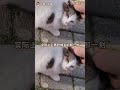 咪会演戏,可咪的尾巴是个傻瓜#小猫 #宠物 #流浪猫 #万万没想到 #情感