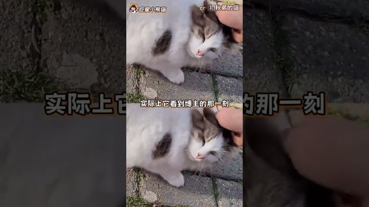 咪会演戏,可咪的尾巴是个傻瓜#小猫 #宠物 #流浪猫 #万万没想到 #情感