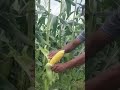 sweet corn cultivation
