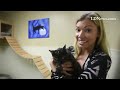 Pet of the Week this week, a pair of kitten siblings, Rin & Nina. To Adopt: Humane Society of Lebano