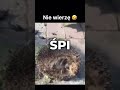 Ёж наелся забродивших слив