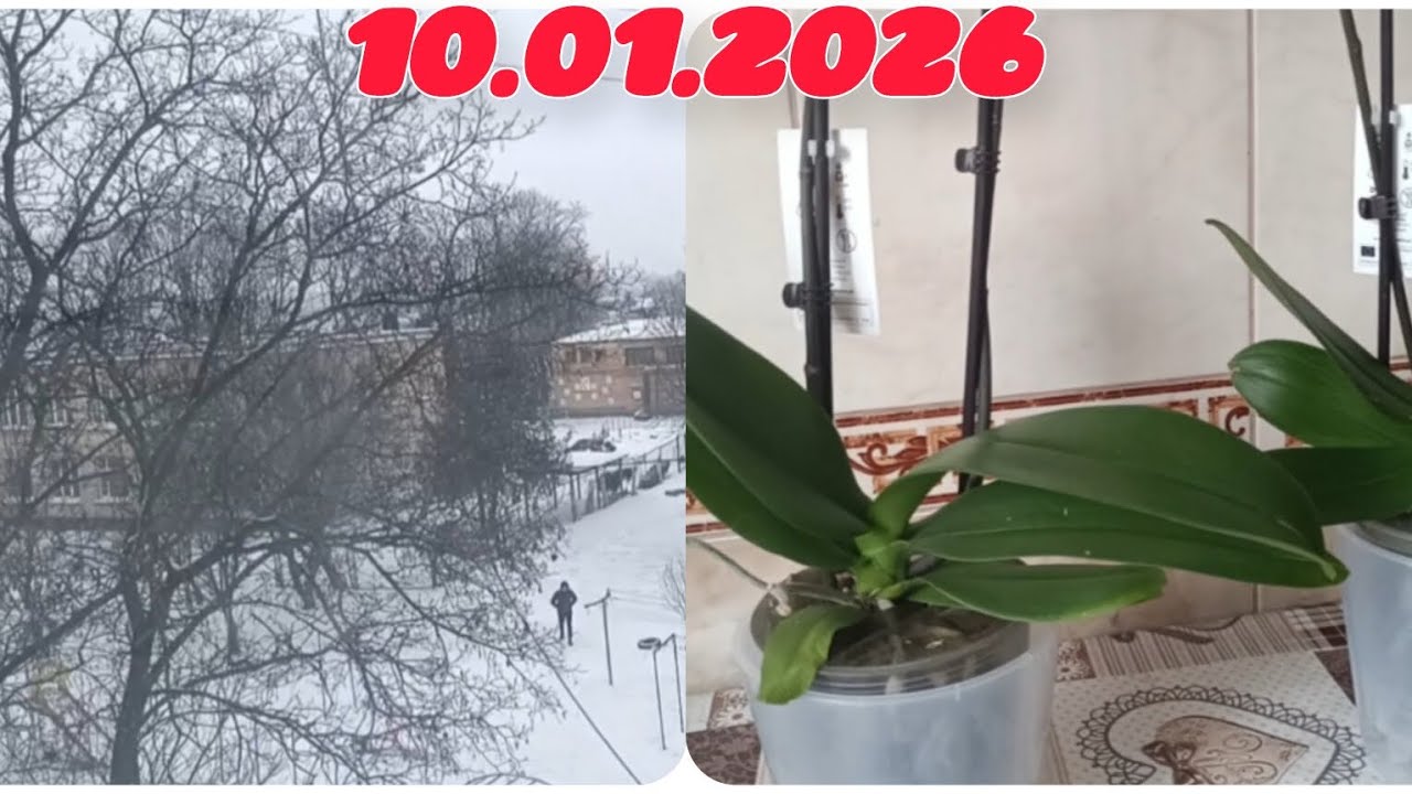 Нові орхідеї 💕 у Новому році 🥳