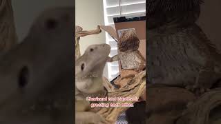 Famous Reptiles Waving to Each other is REAL! #Shorts Wealth