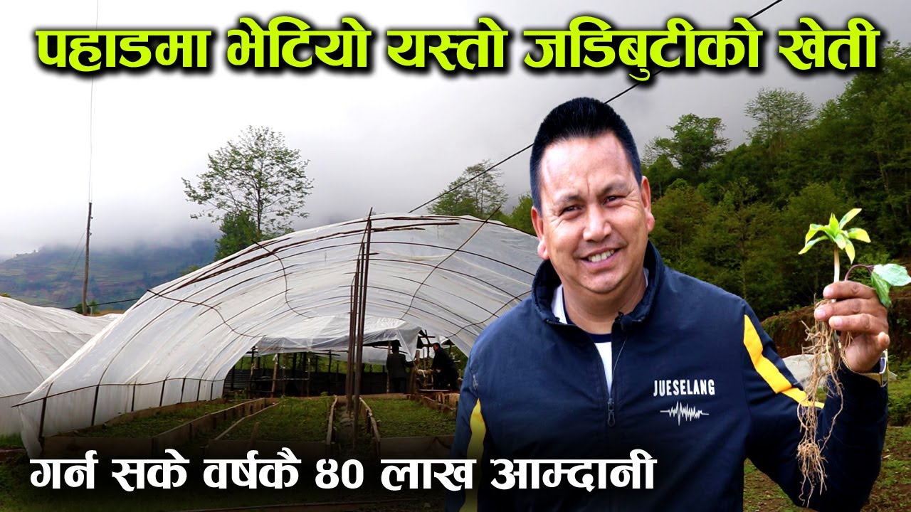 पहाडमा भेटियो यस्तो जडिबुटीको खेती, गर्न सके वर्षकै ४० लाखको आम्दानी !│Nepal Chitra