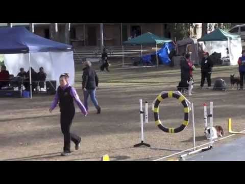 Ag Ch 500 Kayladene Born To Run (Nakita) - YouTube