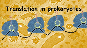 Translation in Prokaryotes  (overview)