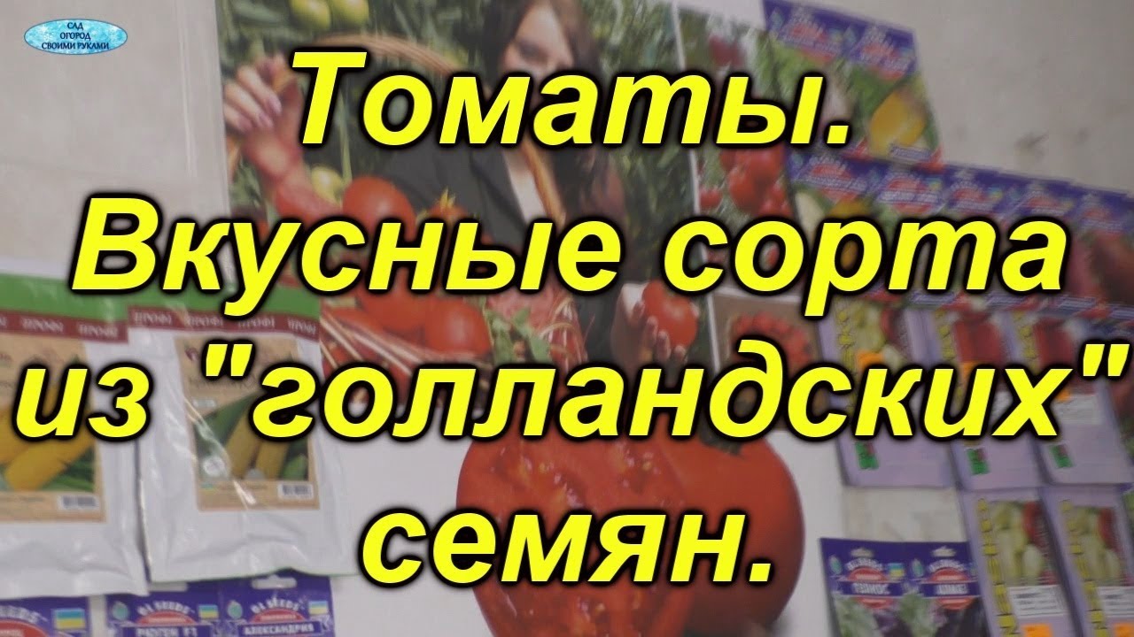 &quot;Голландские&quot; томаты. Самые вкусные гибриды из голландских томатов.