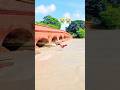 #flipper #flip #😭#short# video#reels #springfestival##fromt#flip#backflip#viralreels#video#flips#🤸🏻