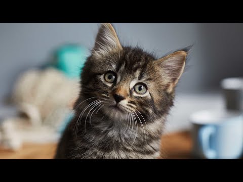 camera iphone 8 plus apk Kitten V Sock!