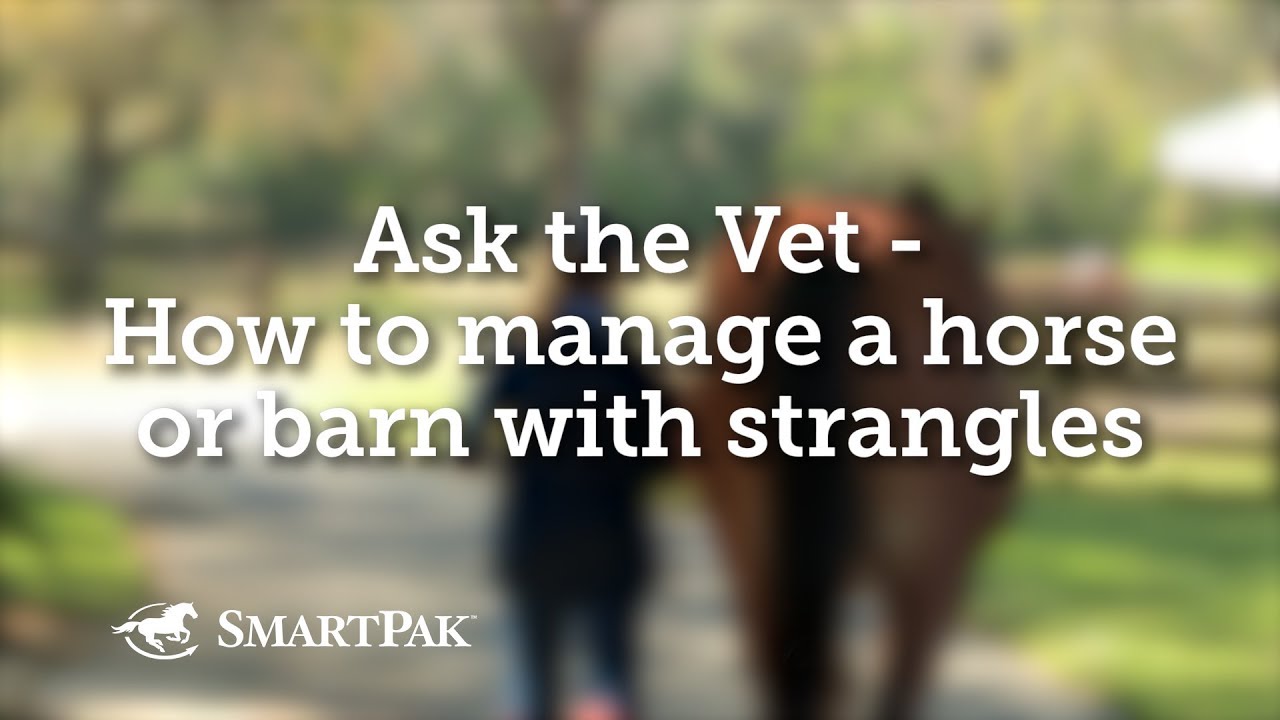 Ask the Vet - How to manage a horse or barn with strangles