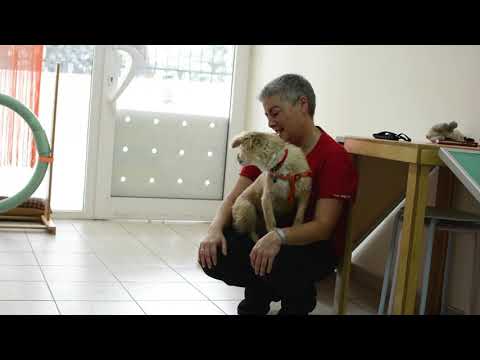 Βίντεο: Ουρά θεραπευτές: σκύλοι