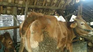 ciri - ciri sapi minta kawin, sapi siap di ib
