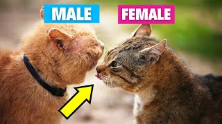 The MAJOR Differences Between MALE & FEMALE Cats (IMPORTANT) #catbreed #catlovers #cat #pets #cats by Geographic Animalz 139 views 4 months ago 2 minutes, 9 seconds