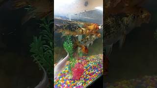 Tu Dhan hai #beautiful #fish 🐠🐋🐟#shorts #video #youtubeshorts #aquarium #fish 🐠🐋🐟
