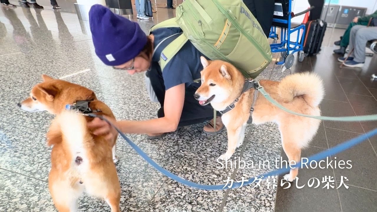 Shiba Inu dogs say goodbye to their mother who is leaving for