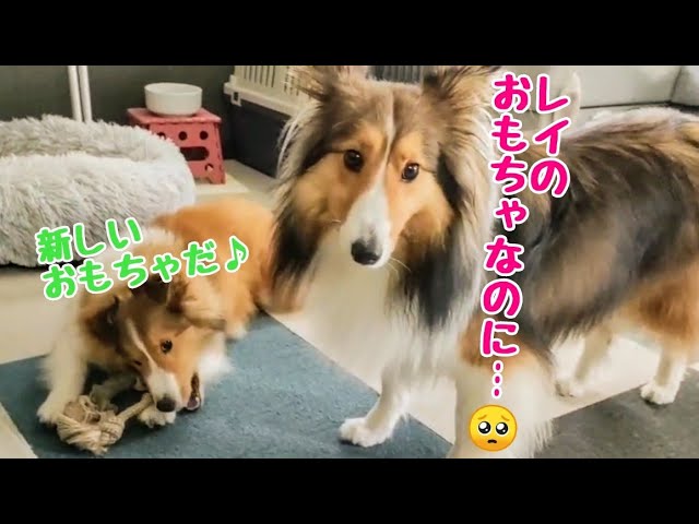 大きい割引 昔同じく家の庭で撮りました シェルティの子犬です その他 Realtypresents Com