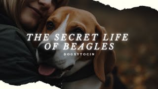 The Secret Life of Beagles: Exploring Their Vocal, Loyal and Playful Personality! by Dogxytocin 9,097 views 1 year ago 5 minutes, 31 seconds