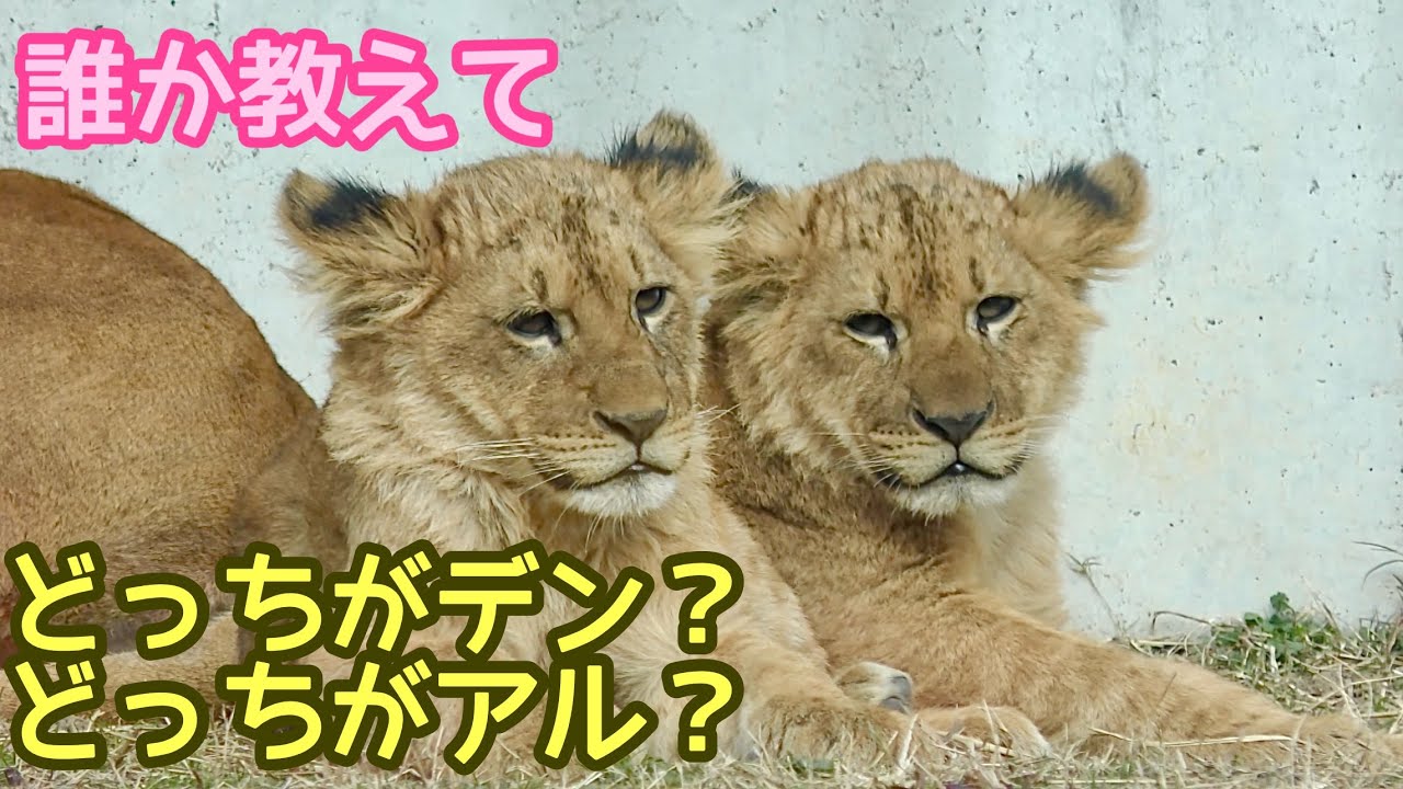 デンくんとアルくん　見分けがつきません【のんほいパーク】Lionbaby Den-kun Al-kun Toyohashi Zoo 