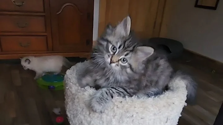 Video 11721781: siberian kitten playing, tabby, kitten play fun, cute kitten