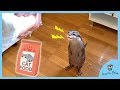 カワウソビンゴの大好きなキャットフード！反応がヤバかった/Otter Bingo get extremely crazy with his favorite cat food