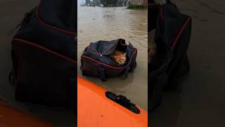 Saved From Floodwater