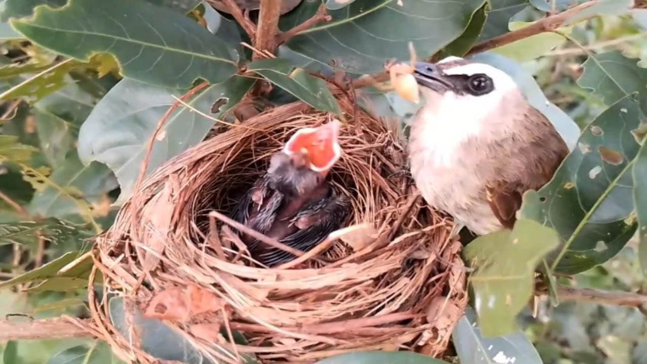 Yellow-vented bulbul Birds Have spider food for her baby to eat (EP01 ...