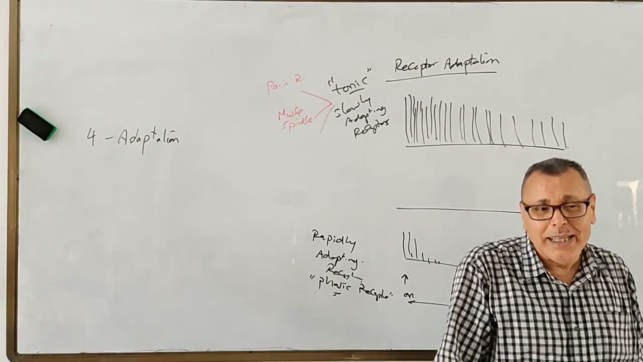 7 Adaptation of receptors