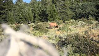 Such A Temptation-Rocky Mountain Elk Ranch