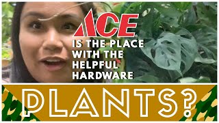 PLANT SHOPPING | Ace is the PLACE with the helpful hard RARE PLANTS