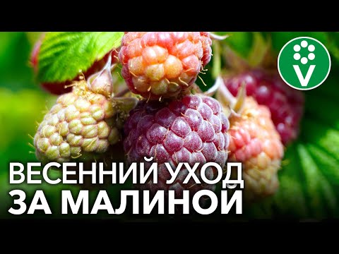 ПОЗАБОТЬТЕСЬ О МАЛИНЕ ПРЯМО СЕЙЧАС и соберете урожай вкуснейших ягод