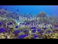 Bonaire Fish Identification