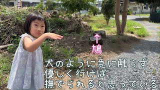 【ゆるユウ劇場】鳩にも犬と同じに接しようとするユウであった